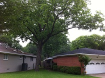 Neighbor's tree overhanging house